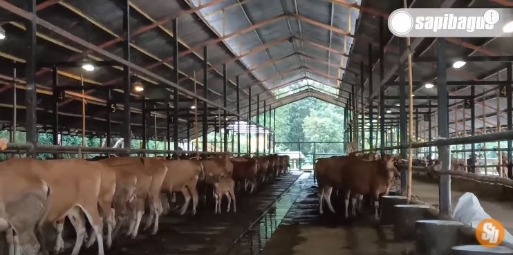 pemeliharaan lembu di kota subulussalam menjadi sumber pencarian masyarakat