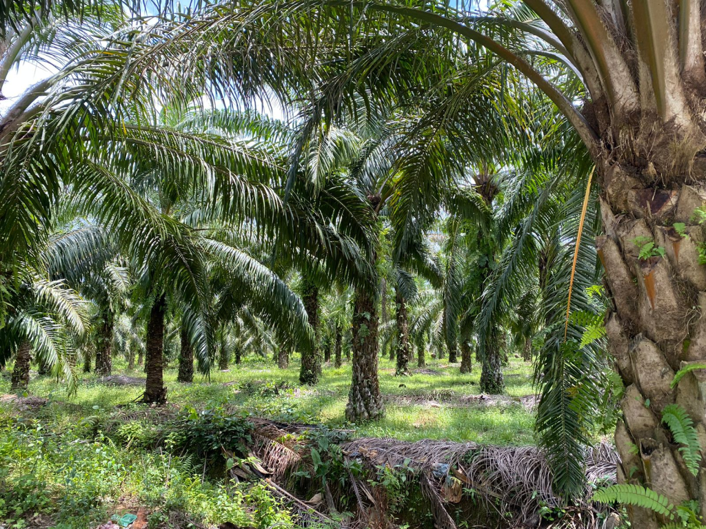 Kelapa sawit menjadi salah satu komoditas unggulan di Kampung Pegayo karena kondisi tanah dan iklim 