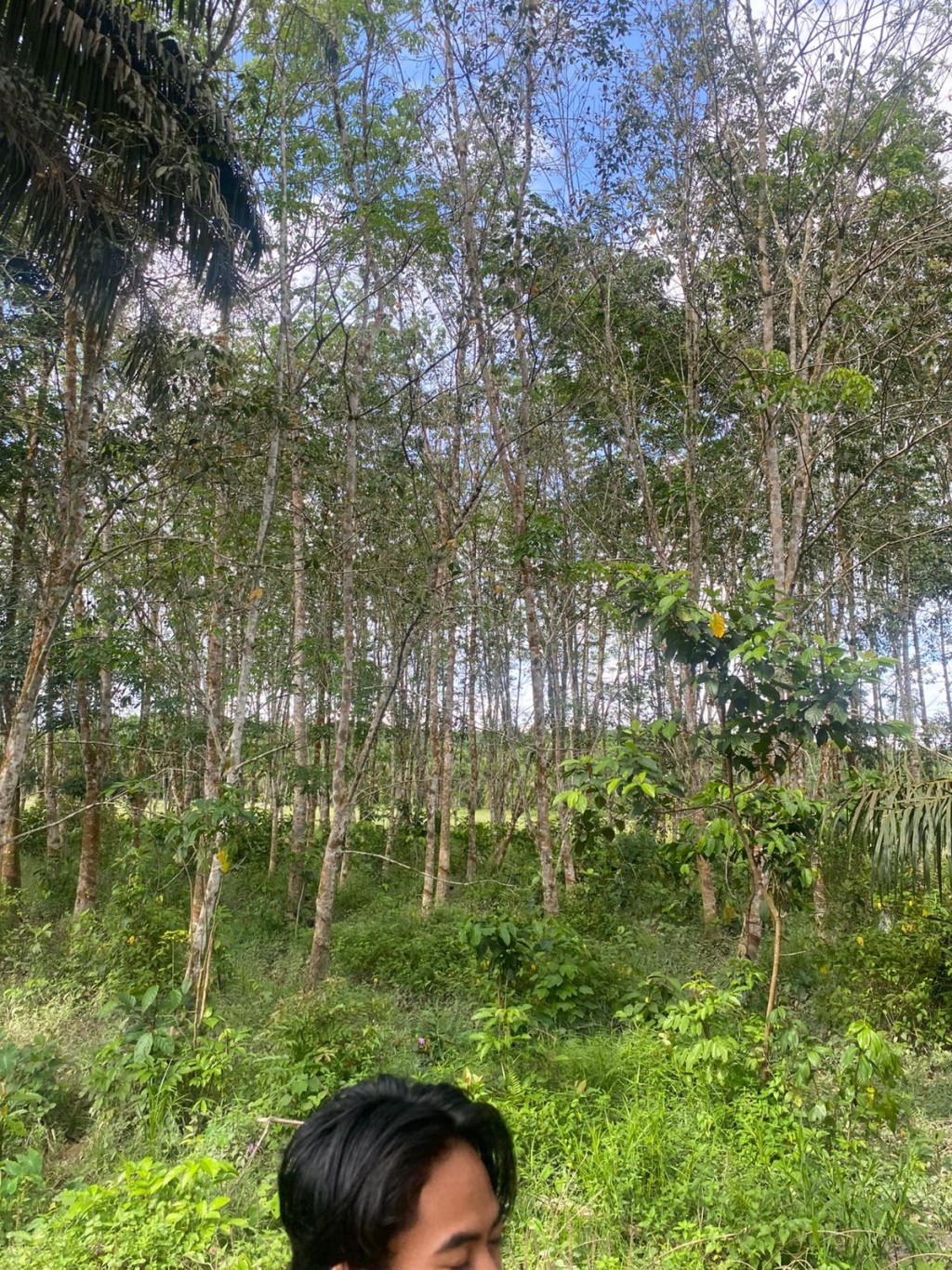 Tanaman karet merupakan salah satu komoditas perkebunan penting di Kampung Pegayo 